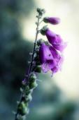 foxglove flower image 