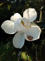 magnolia flower