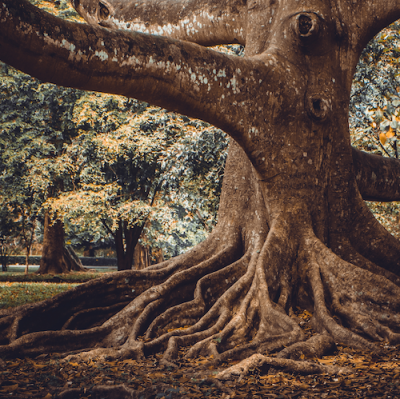 tree roots