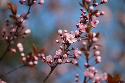 pink blossoms