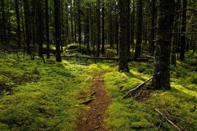 Trail in the forest