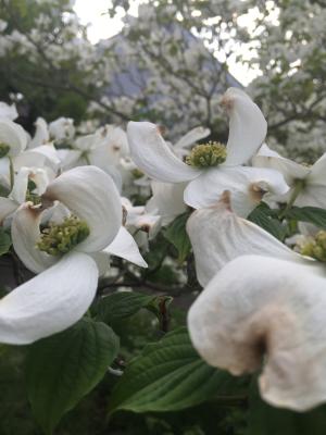 Flowers stretching