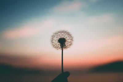 Dandelion being held to the sky with a hill or mountain out of focus in the backdrop.