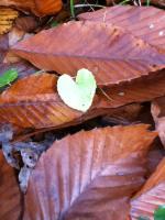 forest floor 