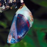 A pupa, a chrysalis stage in the butterfly and the metaphor used for the safe space for transformation that Focusing creates