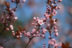 pink blossoms