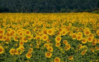 Sunflowers