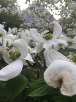 Flowers stretching