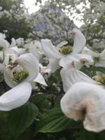Stretching flowers